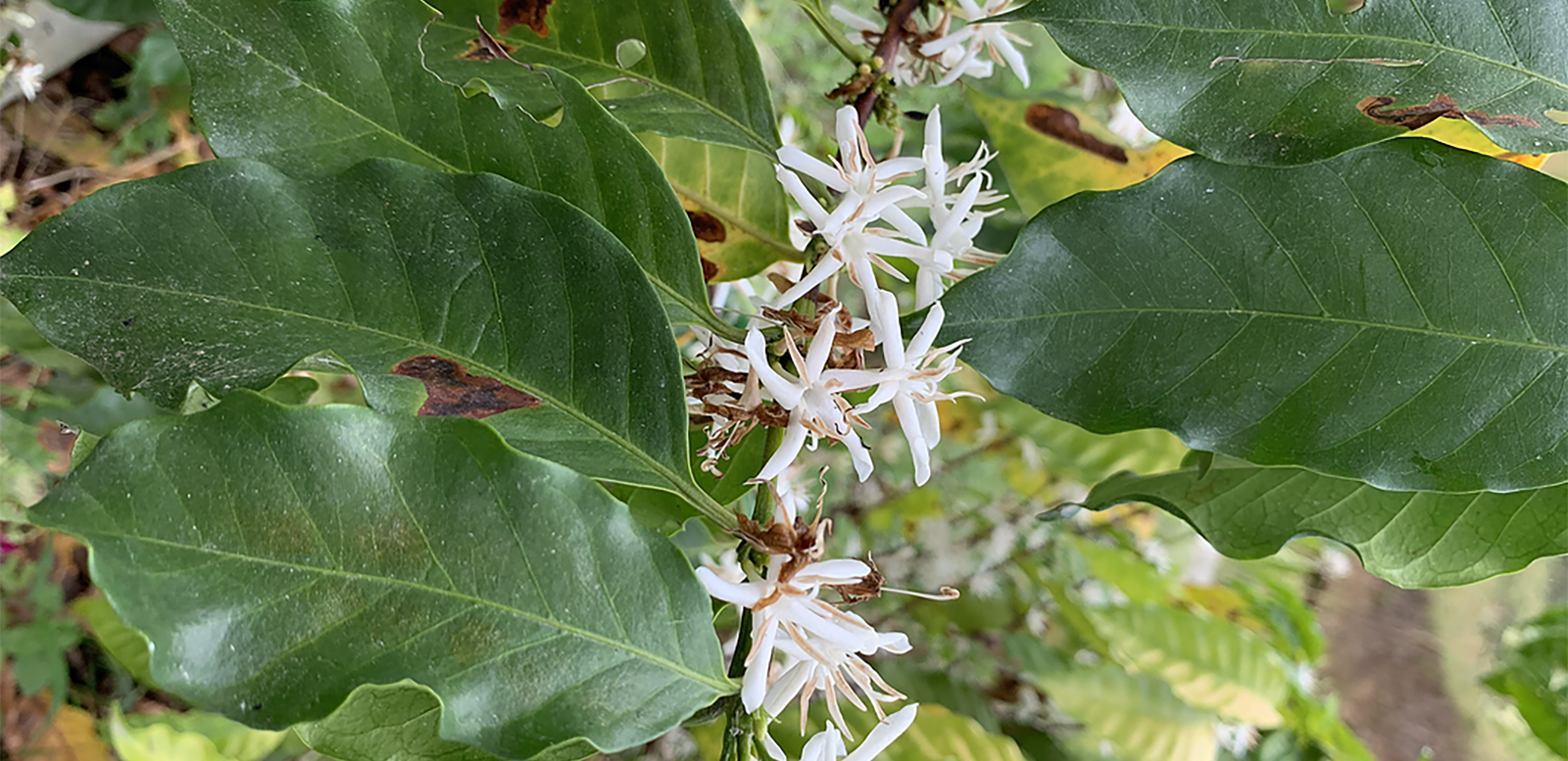 Изображение наших плантаций