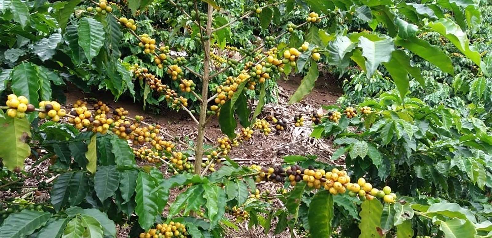 Изображение наших плантаций