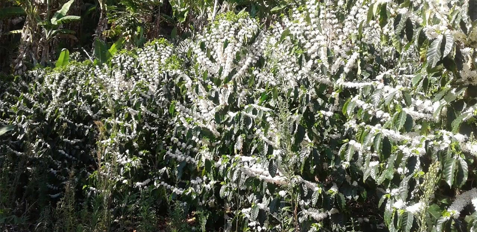 Изображение наших плантаций