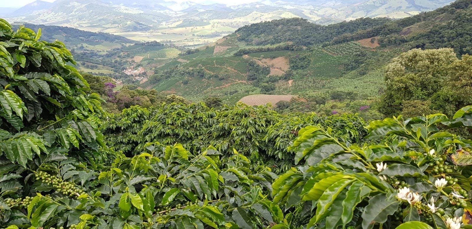 Изображение наших плантаций