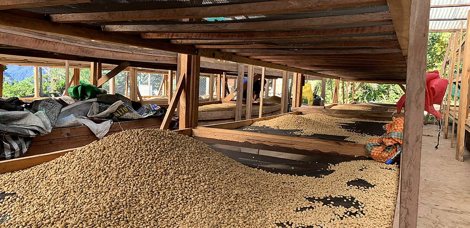 Изображение наших плантаций