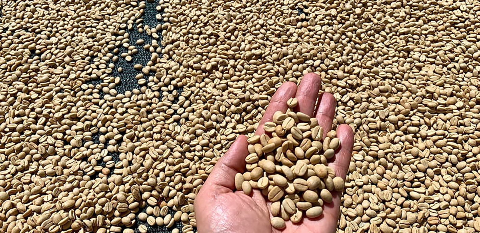 Изображение наших плантаций