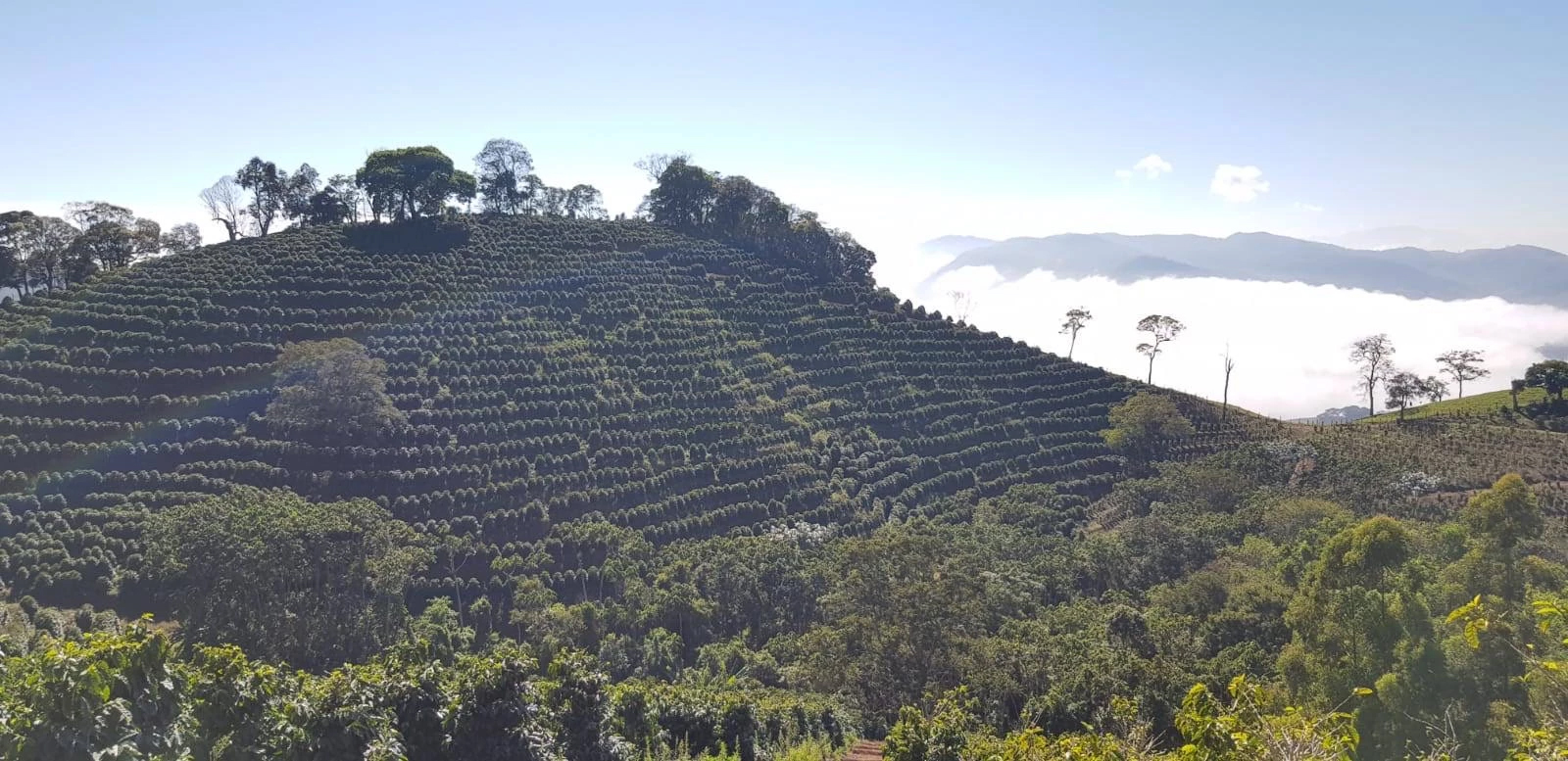 Изображение наших плантаций