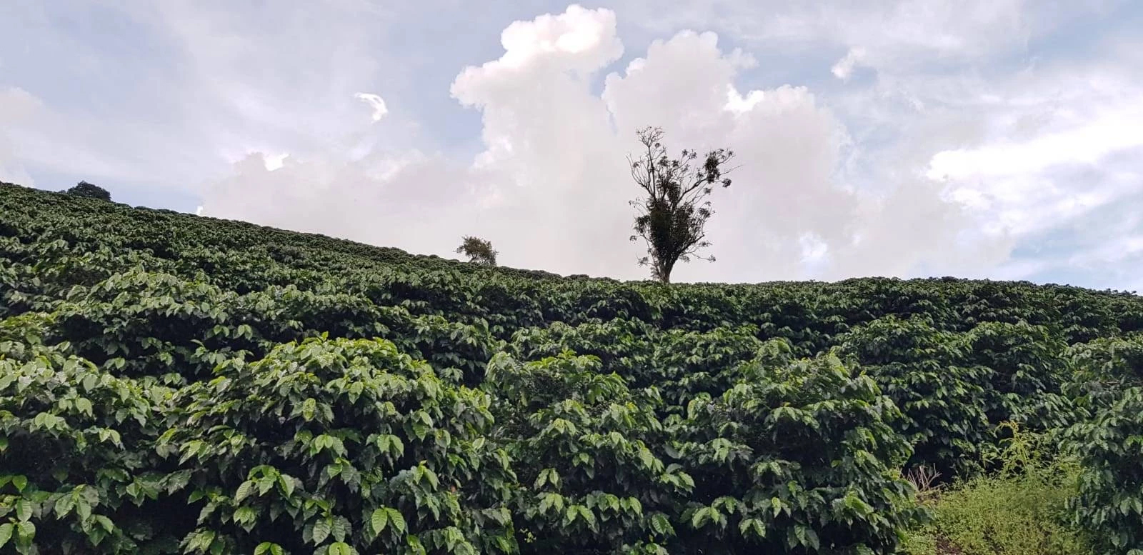 Изображение наших плантаций