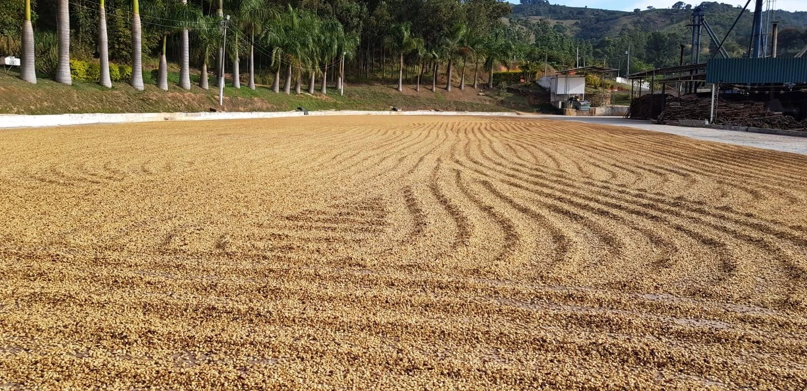 Изображение наших плантаций