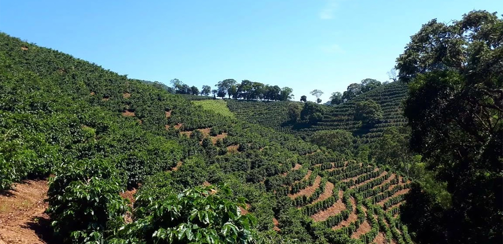 Изображение наших плантаций