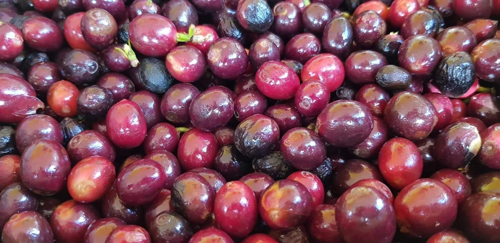 Изображение наших плантаций